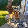 Diego participe au concours pour gagner de l'argent avec cette photo : dog, golden_retriever, outdoor, deck, grass, sunlight, tree_trunk, toy, pet, animal, relaxed, summer, garden, wooden_floor, shade, fence, umbrella_base, nature, canine, leisure