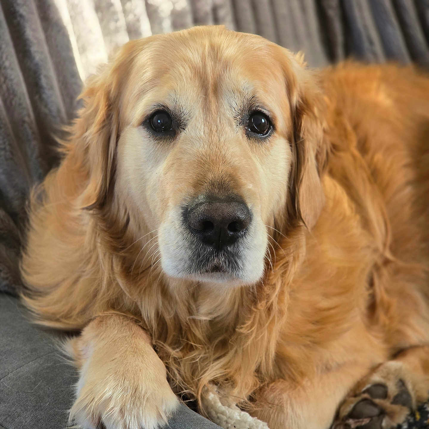 Orion a rejoint le concours — aidez-le/la à gagner de superbes lots ! blanket, canine, close_up, companion, cute, dog, eyes, fur, golden, golden_retriever, indoor, living_room, muzzle, nose, paw, pet, portrait, relaxed, sofa, whiskers