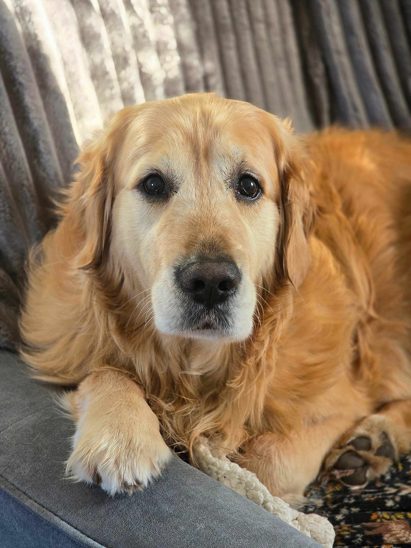 Orion a rejoint le concours — aidez-le/la à gagner de superbes lots ! dog, golden_retriever, pet, canine, portrait, close_up, fur, paw, nose, eyes, living_room, sofa, blanket, relaxed, cute, whiskers, golden, indoor, companion, muzzle