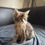 Guizmo a rejoint le concours — aidez-le/la à gagner de superbes lots ! kitten, cat, gray_fur, furry, pet, animal, cute, young, sitting, indoors, blanket, couch, furniture, soft_light, cozy, curious, whiskers, ears, portrait, feline