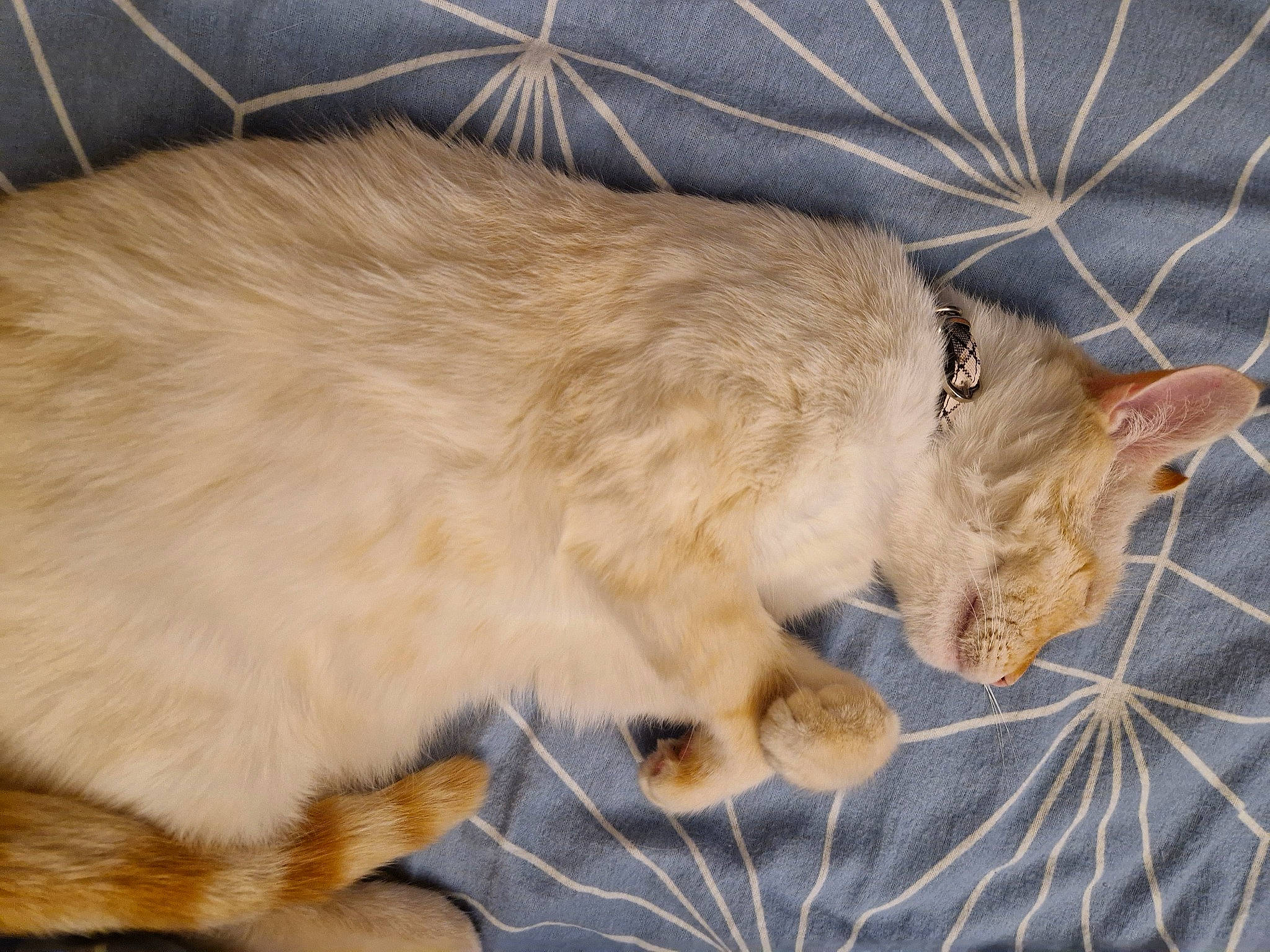 Flash a rejoint le concours — aidez-le/la à gagner de superbes lots ! animal_shelter, carnivore, cat, claw, comfort, domestic_short_haired_cat, fawn, felidae, fur, nap, paw, sleep, small_to_medium_sized_cats, snout, tail, terrestrial_animal, whiskers