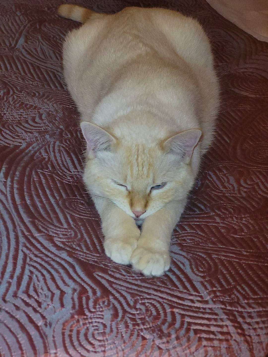 Flash participe au concours pour gagner de l'argent avec cette photo : brown, carnivore, cat, claw, comfort, domestic_short_haired_cat, fawn, felidae, flooring, fur, hardwood, linens, paw, small_to_medium_sized_cats, tail, terrestrial_animal, whiskers, wood