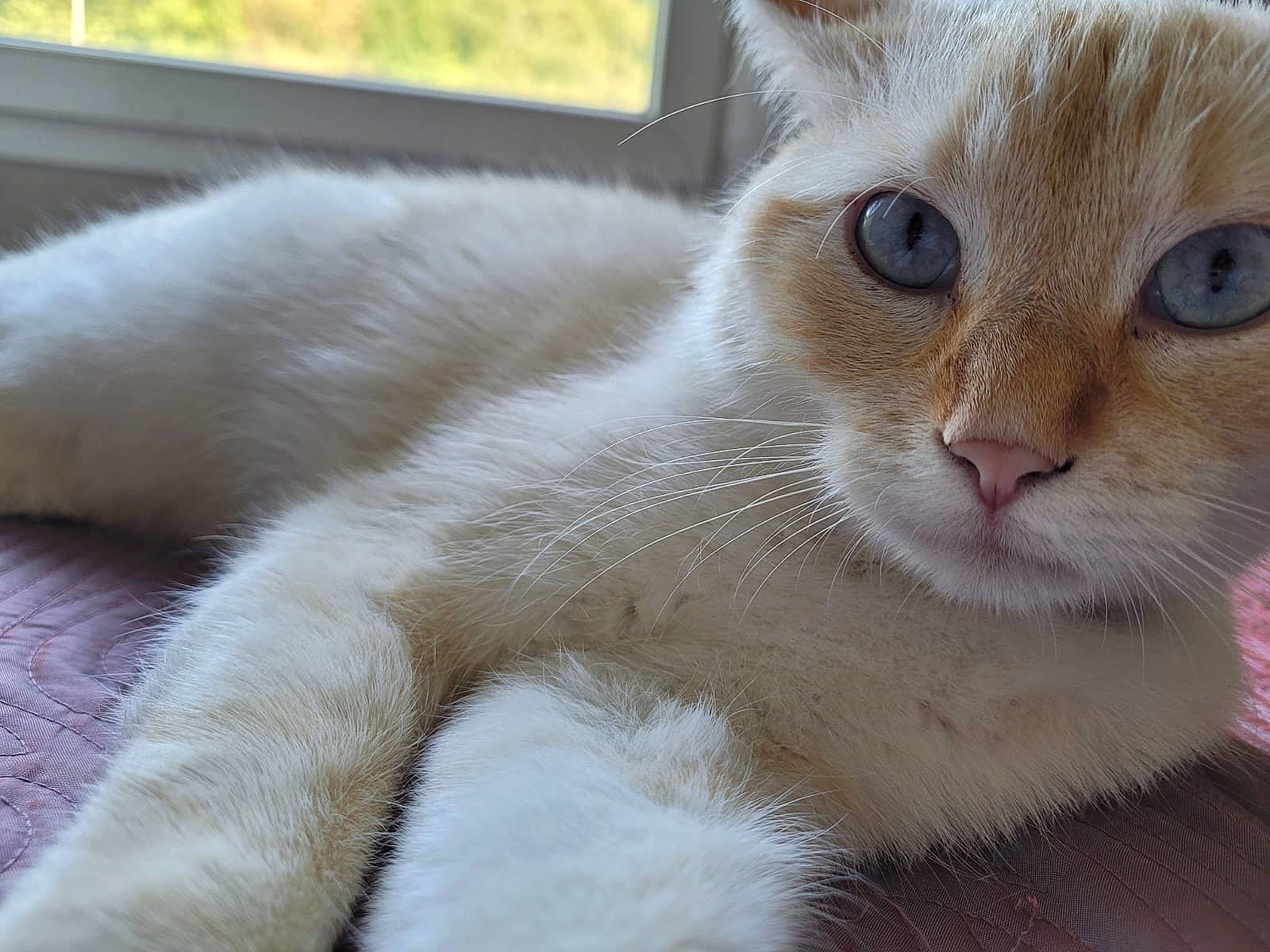 Flash participe au concours pour gagner de l'argent avec cette photo : carnivore, cat, domestic_short_haired_cat, fawn, felidae, fur, paw, pet_supply, small_to_medium_sized_cats, snout, tail, terrestrial_animal, whiskers, window