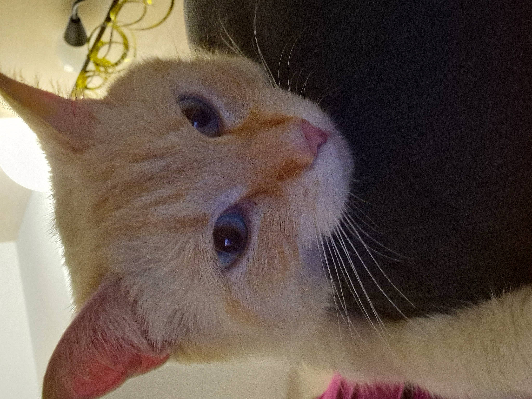 Flash a rejoint le concours — aidez-le/la à gagner de superbes lots ! carnivore, cat, claw, domestic_short_haired_cat, ear, eye, fawn, felidae, fur, head, paw, small_to_medium_sized_cats, snout, tail, whiskers