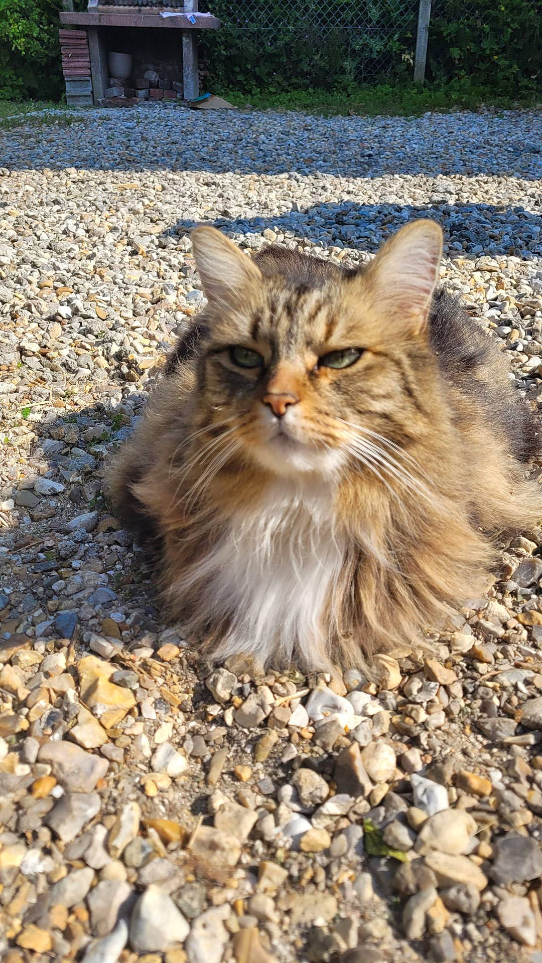 Dantes a rejoint le concours — aidez-le/la à gagner de superbes lots ! asphalt, carnivore, cat, claw, domestic_short_haired_cat, fawn, felidae, fur, grass, maine_coon, plant, road_surface, sand, small_to_medium_sized_cats, snout, soil, terrestrial_animal, whiskers, wildlife, window