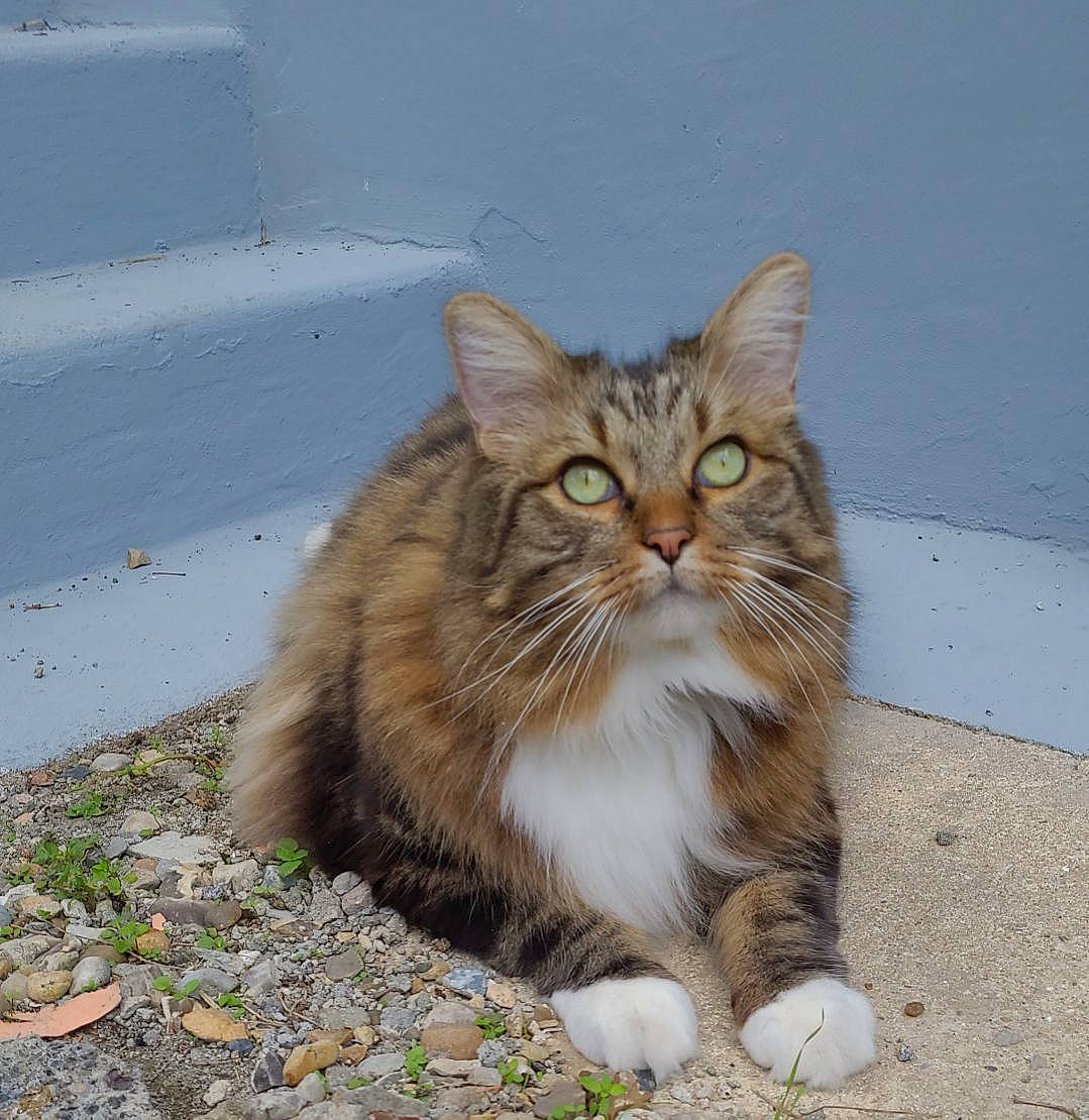 Dantes participe au concours pour gagner de l'argent avec cette photo : asphalt, british_longhair, carnivore, cat, domestic_short_haired_cat, fawn, felidae, fur, grass, maine_coon, paw, road_surface, sitting, small_to_medium_sized_cats, snout, tail, terrestrial_animal, whiskers