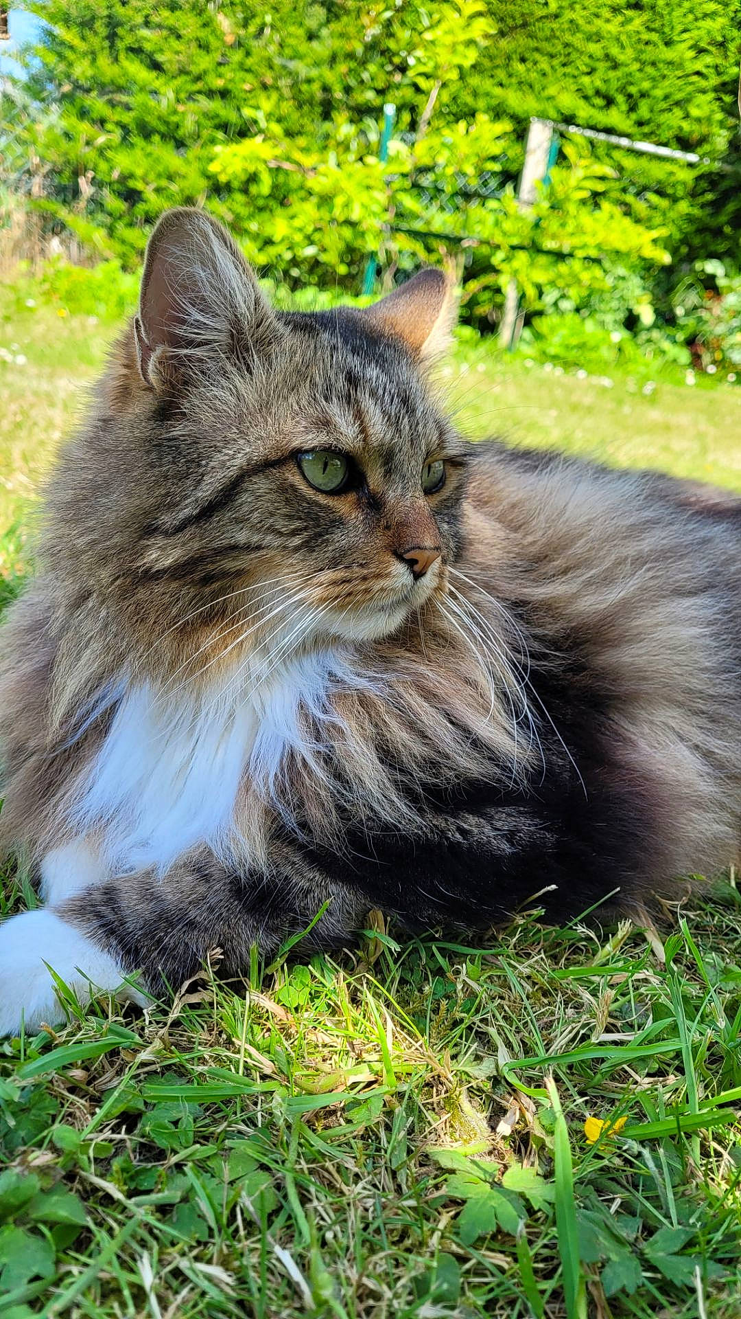 Dantes participe au concours pour gagner de l'argent avec cette photo : carnivore, cat, domestic_short_haired_cat, felidae, fur, grass, groundcover, maine_coon, plant, siberian, sitting, small_to_medium_sized_cats, snout, tail, terrestrial_animal, tree, whiskers, wildlife