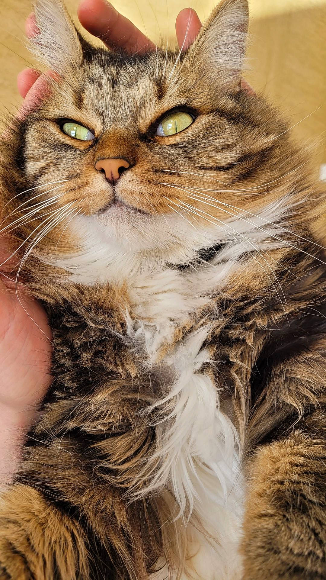 Dantes a rejoint le concours — aidez-le/la à gagner de superbes lots ! carnivore, cat, close_up, domestic_short_haired_cat, fawn, felidae, fur, maine_coon, photography, small_to_medium_sized_cats, snout, terrestrial_animal, whiskers, wildlife