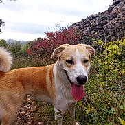 Titus a rejoint le concours — aidez-le/la à gagner de superbes lots ! dog, animal, outdoor, nature, trail, greenery, rocks, tongue_out, happy, pet, fur, canine, grass, bush, leaf, walking, sky, cloudy, forest, scenery