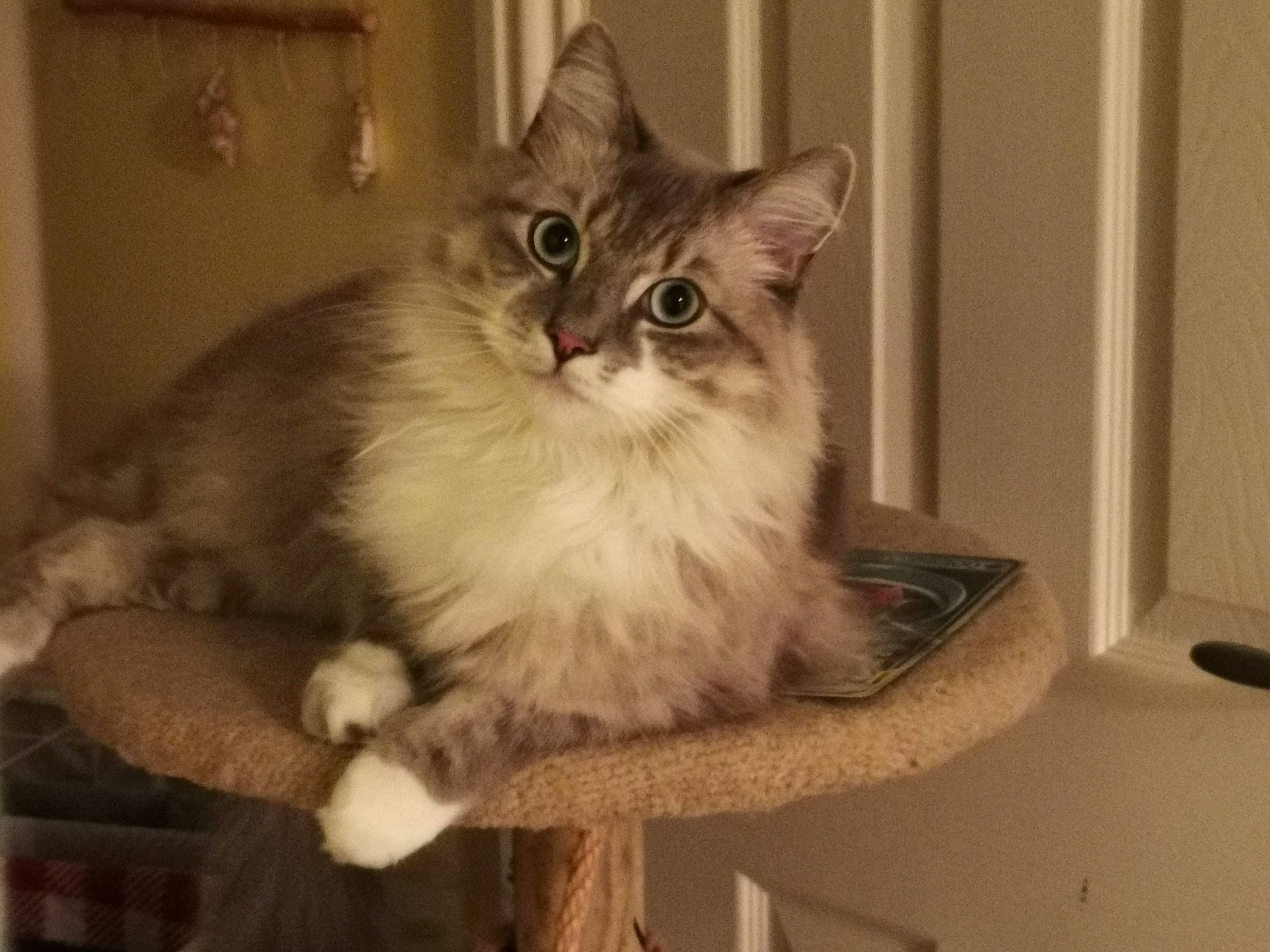 Joseph is registered to the contest to win money with this photo: asian, asian_semi_longhair, british_longhair, british_semi_longhair, carnivore, cat, domestic_long_haired_cat, domestic_short_haired_cat, fawn, felidae, kitten, mammal, napoleon_cat, norwegian_forest_cat, ragamuffin, ragdoll, siberian, small_to_medium_sized_cats, vertebrate, whiskers