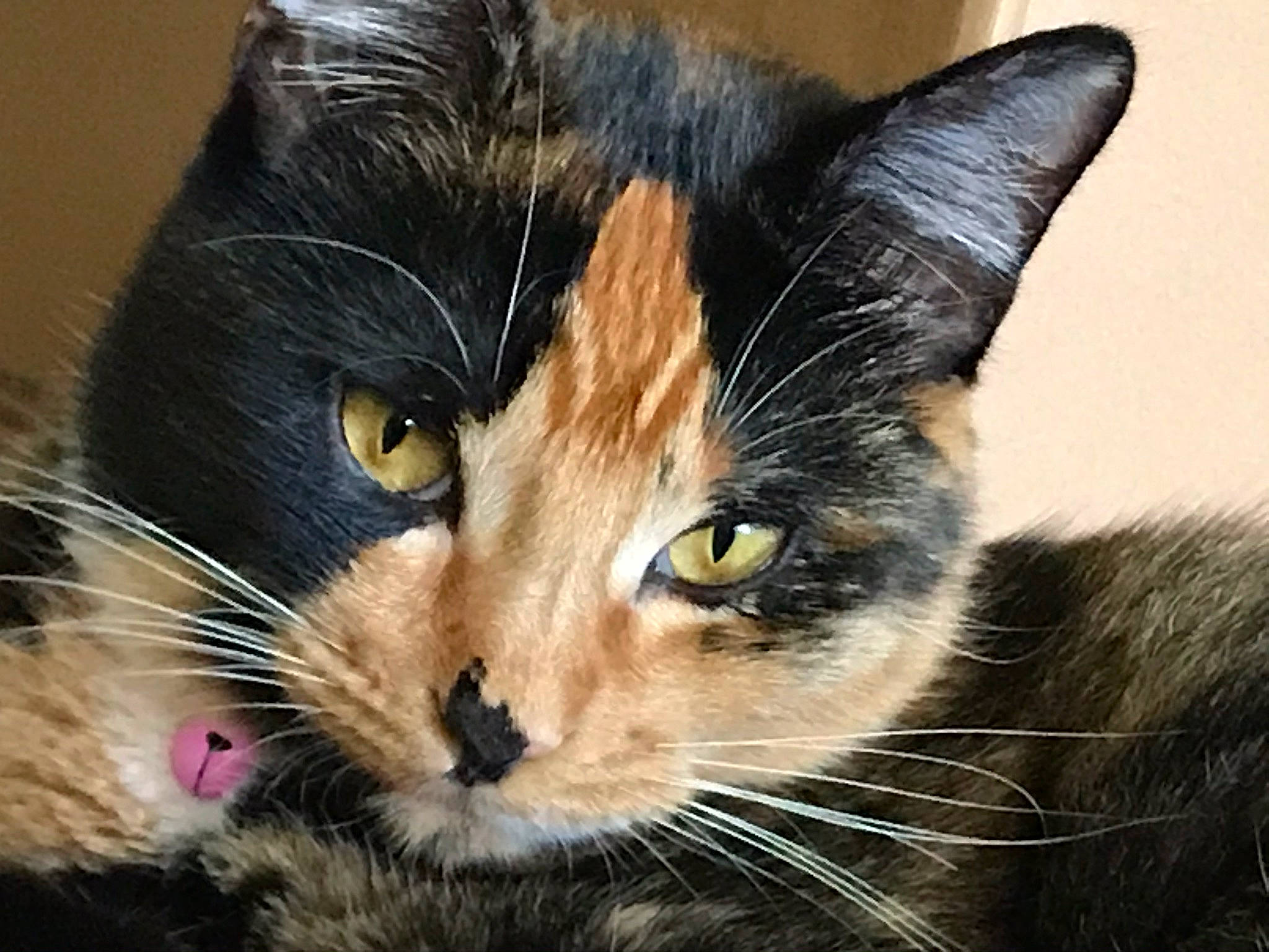 Ethel is registered to the contest to win money with this photo: carnivore, cat, domestic_short_haired_cat, felidae, fur, iris, small_to_medium_sized_cats, snout, vertebrate, whiskers