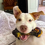 Candice Brinkley is registered to the contest to win money with this photo: dog, puppy, white_dog, tan_markings, pet, animal, face, eyes, nose, open_mouth, teeth, happy, playful, toy, chew_toy, indoors, bedroom, bed, blanket, chair