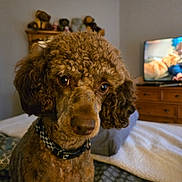 Chip joined the competition — help win amazing prizes! dog, brown_dog, curly_fur, poodle_mix, pet, animal, portrait, close_up, indoors, bedroom, bed, blanket, collar, sitting, looking_at_camera, brown_fur, floppy_ears, television, dresser, home