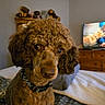 dog, brown_dog, curly_fur, poodle_mix, pet, animal, portrait, close_up, indoors, bedroom, bed, blanket, collar, sitting, looking_at_camera, brown_fur, floppy_ears, television, dresser, home