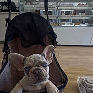 Romeo is registered to the contest to win money with this photo: french_bulldog, puppy, stroller, pastry_shop, pastries, menu_board, table, plastic_container, wooden_floor, indoor, pet, dog, cute, blue_eyes, curious, comfortable, cozy, food_display, bakery, leisure