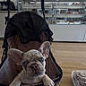 bakery, blue_eyes, comfortable, cozy, curious, cute, dog, food_display, french_bulldog, indoor, leisure, menu_board, pastries, pastry_shop, pet, plastic_container, puppy, stroller, table, wooden_floor