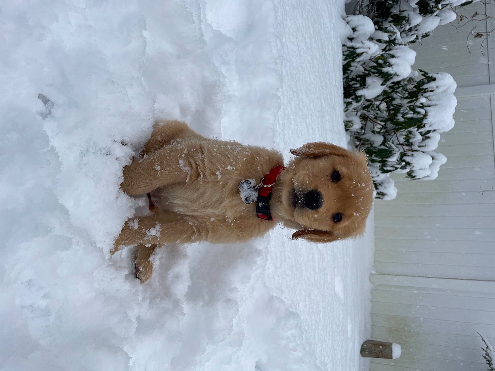 Journey joined the competition — help win amazing prizes! canidae, event, freezing, fun, fur, mammal, playing_in_the_snow, precipitation, slope, snow, snowman, sporting_group, stuffed_toy, teddy_bear, toy, tree, twig, winter, wood