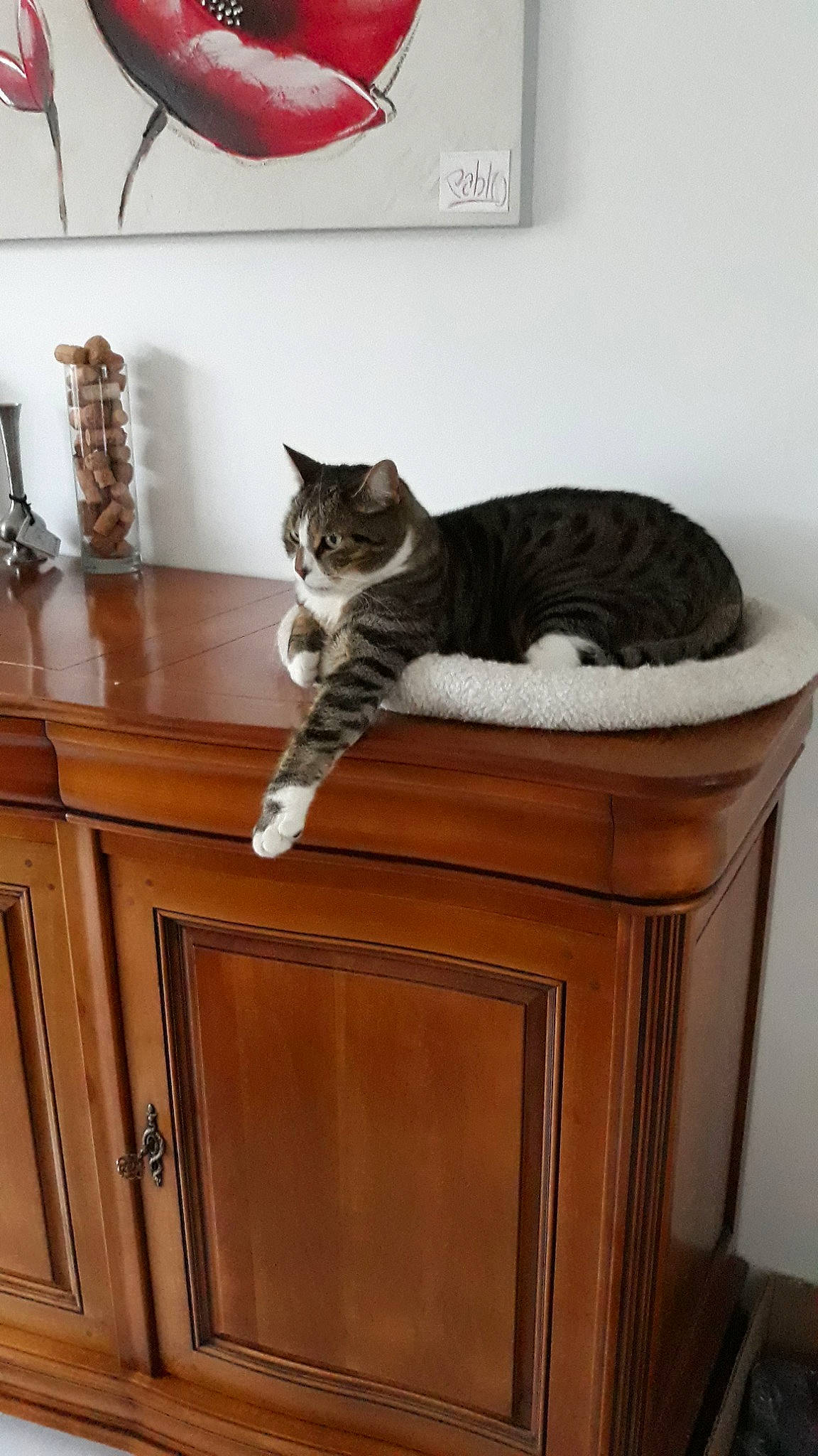 Jacky a rejoint le concours — aidez-le/la à gagner de superbes lots ! carnivore, cat, domestic_short_haired_cat, european_shorthair, felidae, furniture, small_to_medium_sized_cats, table, whiskers