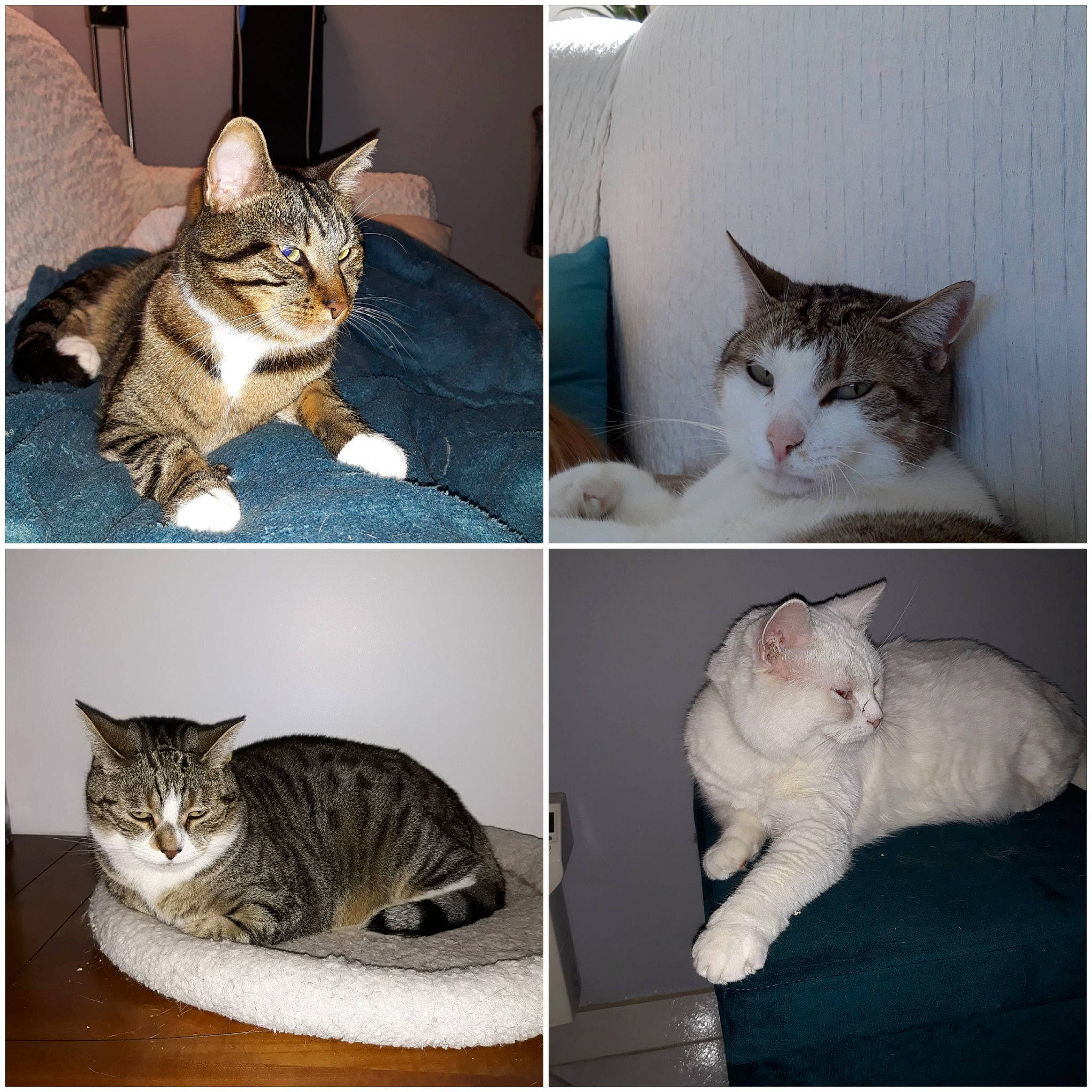 Choupette And Co a rejoint le concours — aidez-le/la à gagner de superbes lots ! aegean_cat, american_shorthair, american_wirehair, asian, carnivore, cat, domestic_short_haired_cat, european_shorthair, felidae, kitten, mammal, polydactyl_cat, sky, small_to_medium_sized_cats, tabby_cat, whiskers