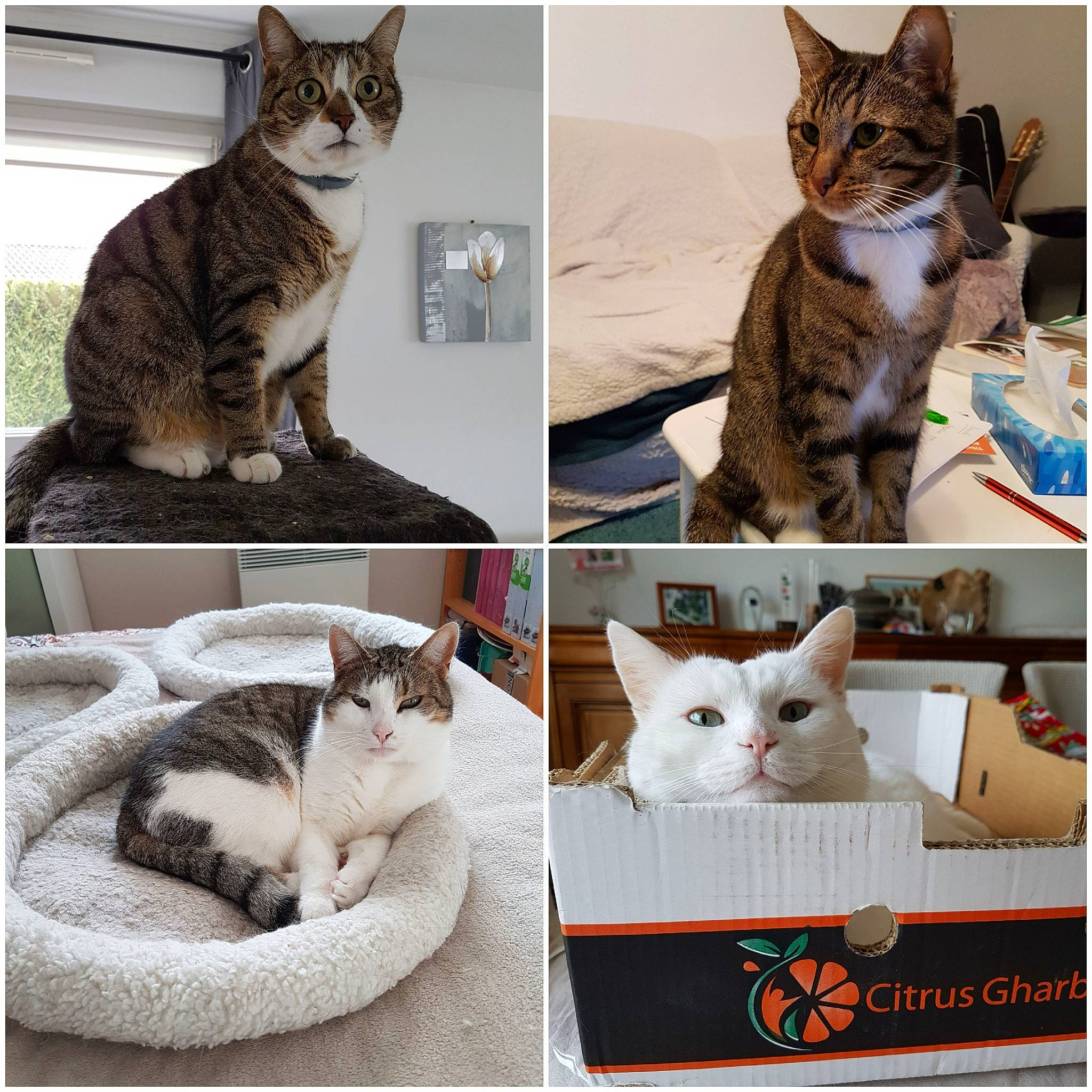 Choupette And Co a rejoint le concours — aidez-le/la à gagner de superbes lots ! aegean_cat, american_shorthair, american_wirehair, asian, carnivore, cat, collage, domestic_short_haired_cat, european_shorthair, felidae, kitten, mammal, paw, photo_caption, small_to_medium_sized_cats, tabby_cat, whiskers