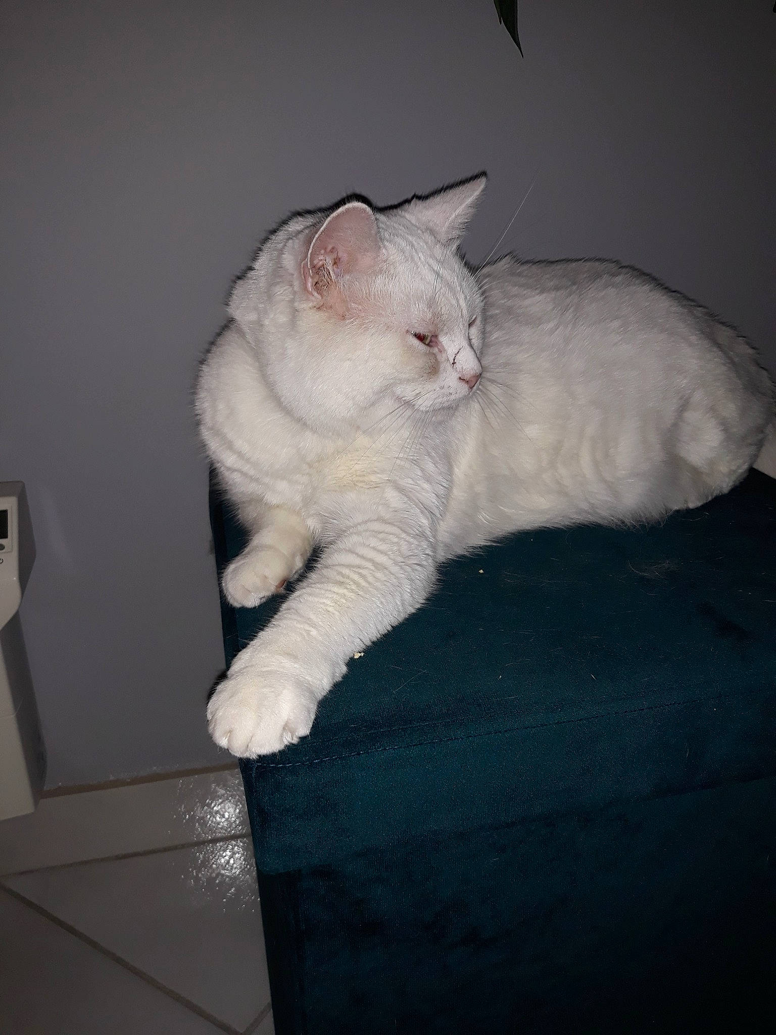 Blanco participe au concours pour gagner de l'argent avec cette photo : asian, burmilla, carnivore, cat, colorpoint_shorthair, felidae, fur, kitten, mammal, small_to_medium_sized_cats, tail, turkish_angora, turkish_van, whiskers