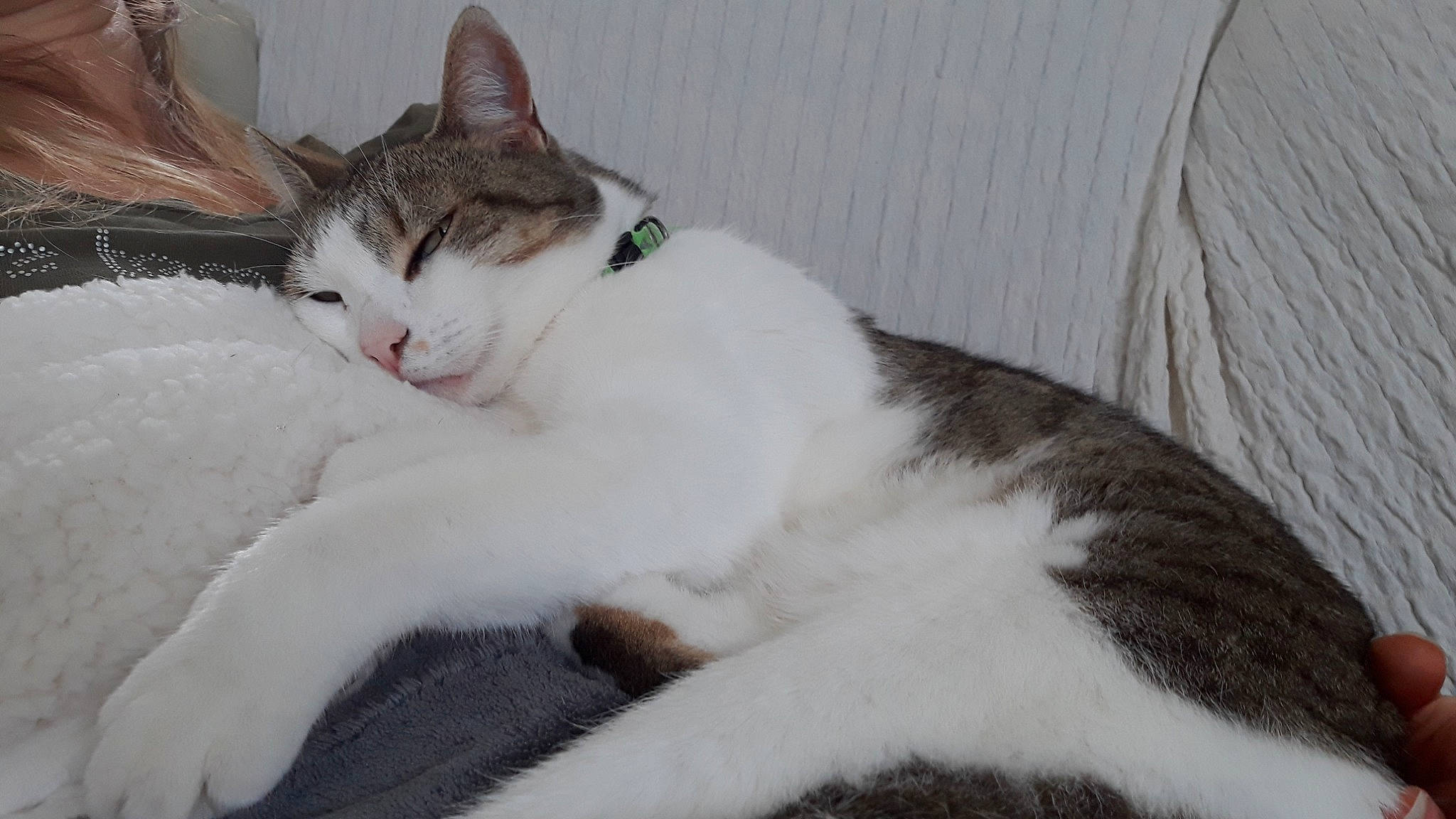 Choupette a rejoint le concours — aidez-le/la à gagner de superbes lots ! aegean_cat, american_wirehair, asian, carnivore, cat, domestic_short_haired_cat, european_shorthair, felidae, mammal, polydactyl_cat, small_to_medium_sized_cats, tail, whiskers