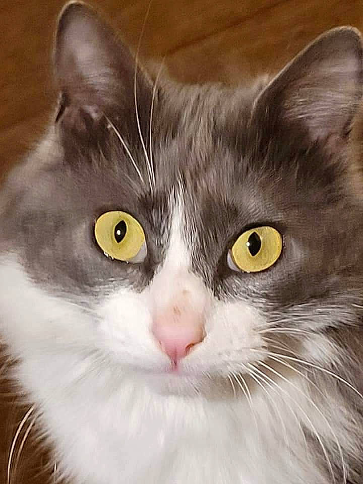 Choupy a rejoint le concours — aidez-le/la à gagner de superbes lots ! carnivore, cat, curious, domestic_short_haired_cat, felidae, fur, small_to_medium_sized_cats, snout, terrestrial_animal, whiskers