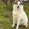 dog, sitting, vineyard, grass, outdoor, nature, trees, bare_trees, cloudy_sky, happy, tongue_out, fur, pet, canine, rural, field, wooden_pole, plants, season_winter, smiling