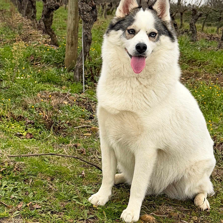 Yuki a rejoint le concours — aidez-le/la à gagner de superbes lots ! dog, sitting, vineyard, grass, outdoor, nature, trees, bare_trees, cloudy_sky, happy, tongue_out, fur, pet, canine, rural, field, wooden_pole, plants, season_winter, smiling