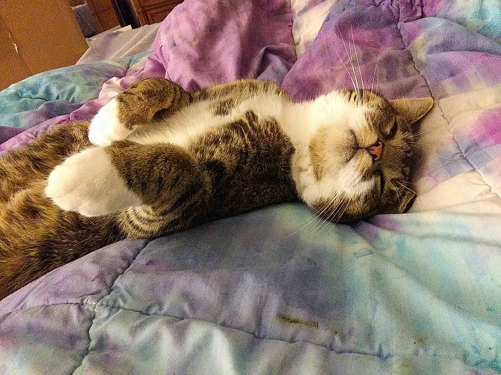 Agatha joined the competition — help win amazing prizes! bed, bed_sheet, bedding, carnivore, cat, comfort, domestic_short_haired_cat, fawn, felidae, fur, linens, nap, pattern, paw, small_to_medium_sized_cats, snout, tail, textile, whiskers, wood