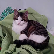 Titi a rejoint le concours — aidez-le/la à gagner de superbes lots ! cat, tabby, white, feline, pet, indoor, blanket, green_blanket, resting, calm, fur, animal, cute, domestic_cat, striped, sitting, relaxed, household, cozy, chair