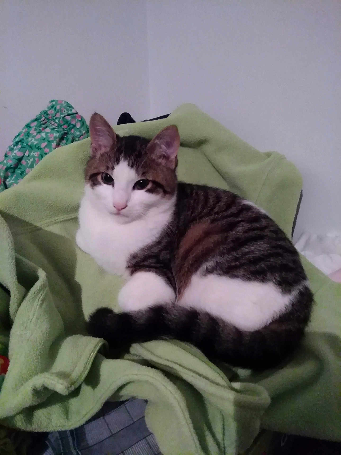 Titi a rejoint le concours — aidez-le/la à gagner de superbes lots ! cat, tabby, white, feline, pet, indoor, blanket, green_blanket, resting, calm, fur, animal, cute, domestic_cat, striped, sitting, relaxed, household, cozy, chair