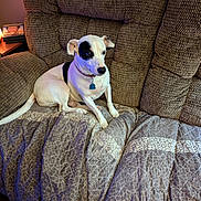 Miss Doodle is registered to the contest to win money with this photo: animal, architecture, armchair, ball, building, canine, chair, couch, cushion, dog, furniture, homedecor, indoors, livingroom, pet, puppy, room, sport, tennis, tennisball