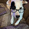 Miss Doodle joined the competition — help win amazing prizes! accessories, animal, architecture, armchair, building, bulldog, canine, chair, couch, dog, furniture, glasses, goggles, hound, indoors, livingroom, pet, pointer, puppy, sphere