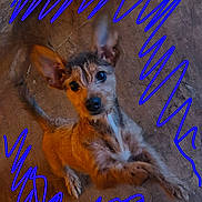 Asher is registered to the contest to win money with this photo: adorable, brown_fur, close_up, curious, dog, floor_texture, floppy_ear, indoor, looking_up, paw, perked_ear, pet, playful, portrait, puppy, scruffy, small_dog, tail, wide_eyes, wooden_floor