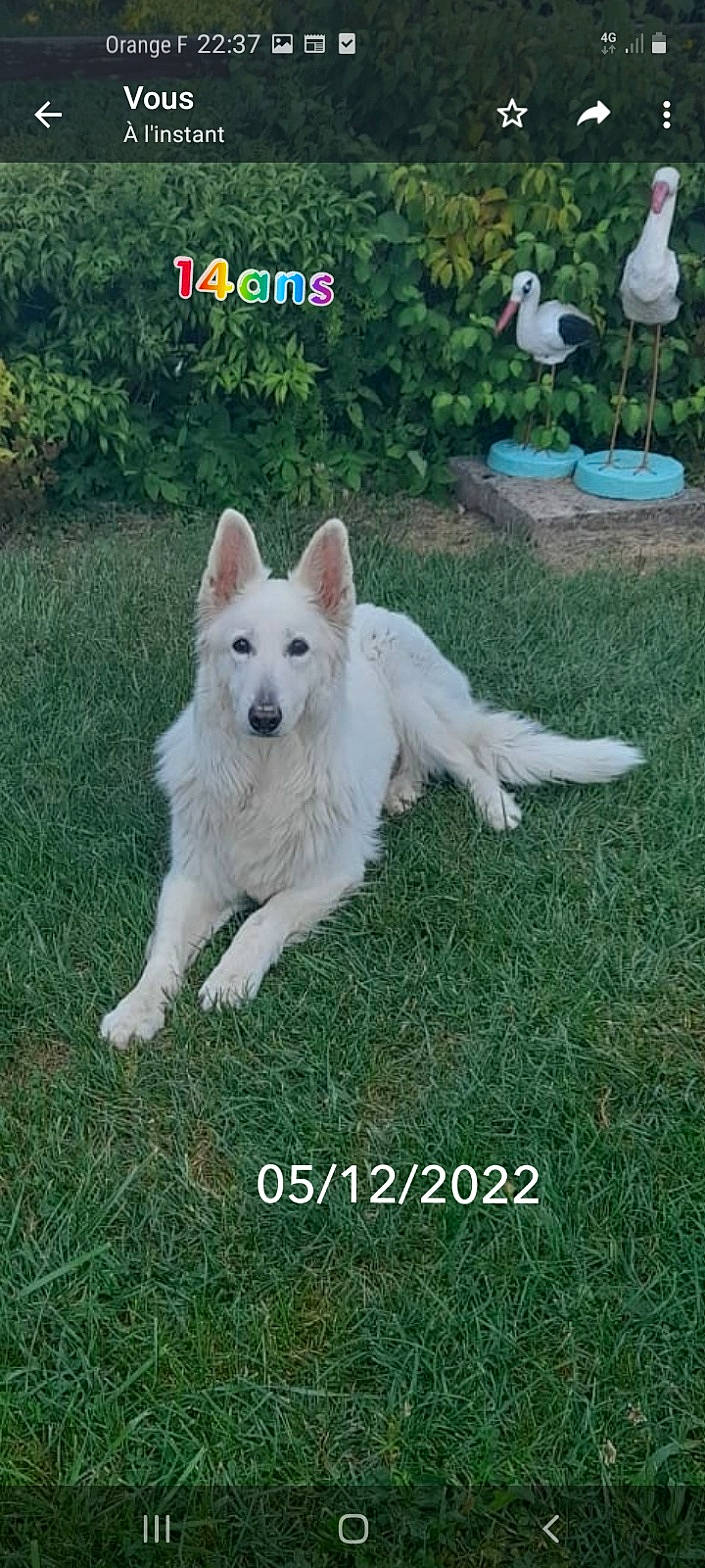 éclipse participe au concours pour gagner de l'argent avec cette photo : ancient_dog_breeds, bird, canidae, carnivore, chair, companion_dog, dog, dog_breed, grass, non_sporting_group, photo_caption, plant, sporting_group, tail, water, working_animal, working_dog