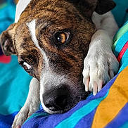 Nooka a rejoint le concours — aidez-le/la à gagner de superbes lots ! dog, close_up, paw, fur, bed, blanket, colorful, resting, expression, animal, pet, indoor, portrait, focus, soft_background, brown, white, cute, laying, detail