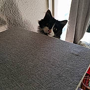 Boulette a rejoint le concours — aidez-le/la à gagner de superbes lots ! kitten, cat, black_and_white, curious, peeking, indoor, texture, gray, furniture, window, curtain, light, shadow, animal, pet, whiskers, ears, face, closeup, young