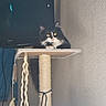 cat, indoor, scratching_post, black_and_white, yellow_eyes, fur, pet, curious, lounging, wall, television, cords, strings, closeup, feline, domestic, animal, resting, home, cute
