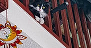 Boulette a rejoint le concours — aidez-le/la à gagner de superbes lots ! cat, black_and_white_cat, staircase, wooden_railings, yellow_eyes, curious, indoor, wind_chime, sun_moon, decor, hanging, pets, feline, whiskers, claws, balcony, home_interior, cozy, curiosity, animal