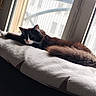 Boulette participe au concours pour gagner de l'argent avec cette photo : cat, black_and_white, fluffy, window, cushion, indoor, daylight, relaxing, pet, feline, curtains, resting, cozy, soft_light, animal, domestic, whiskers, tail, lying_down, home