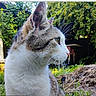 animal, brown, cat, closeup, curious, daylight, ear, flora, fur, garden, greenery, mammal, nature, outdoor, pet, profile, tabby, whiskers, white, wildlife