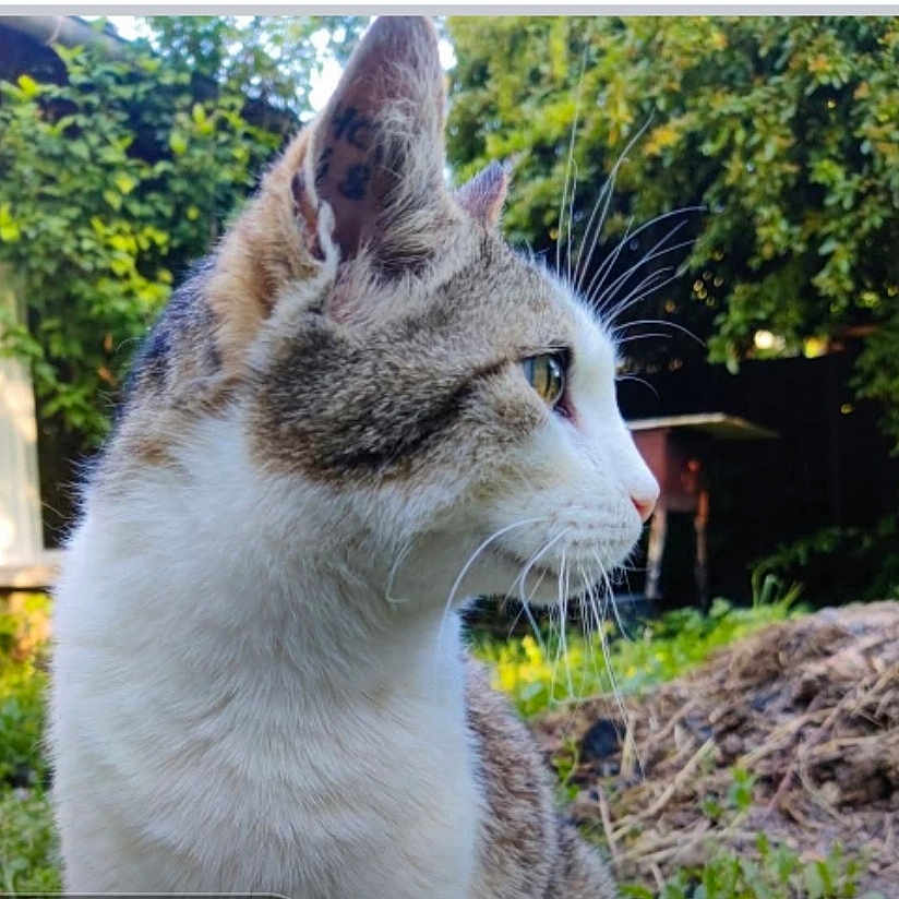 Squatteur