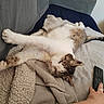 animal, blanket, cat, comfort, couch, cozy, furniture, hand, indoor, lazy_day, living_room, pet, relaxation, remote_control, resting, sleepy, soft_texture, stretching, tabby, white_fur