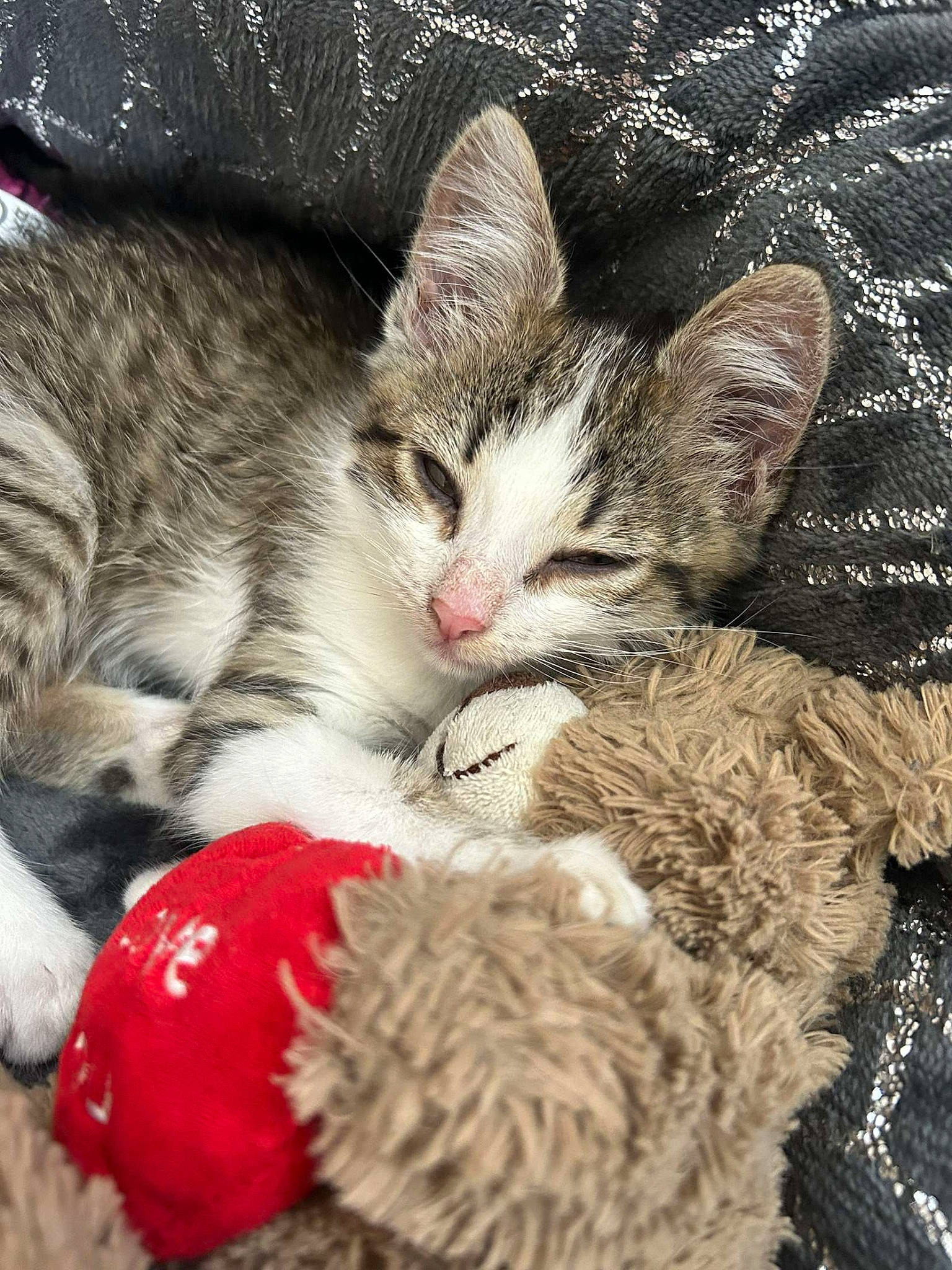 Caline a rejoint le concours — aidez-le/la à gagner de superbes lots ! carnivore, cat, cat_bed, cat_supply, claw, comfort, domestic_short_haired_cat, felidae, fur, love, nap, paw, sleep, small_to_medium_sized_cats, snout, tail, terrestrial_animal, whiskers, wildlife, woolen