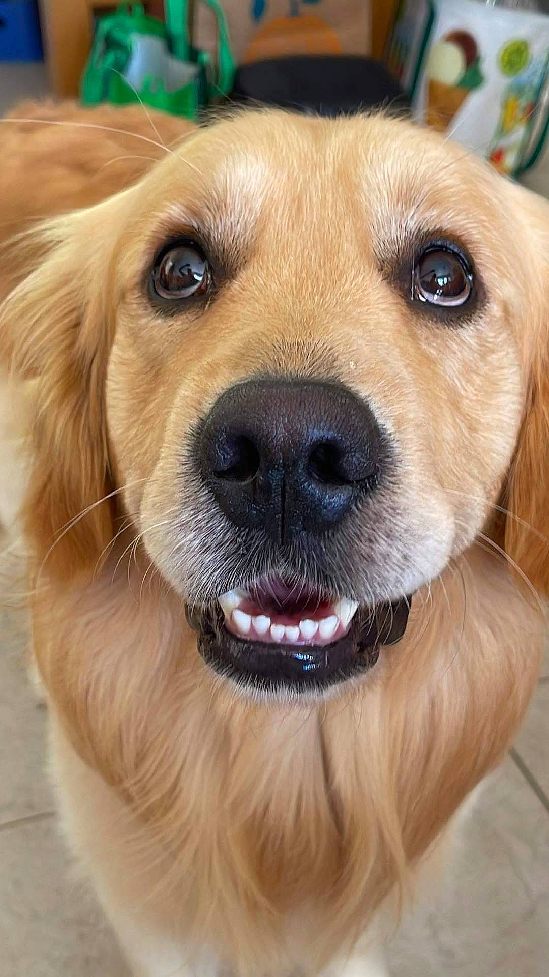 Juniper joined the competition — help win amazing prizes! ancient_dog_breeds, canidae, carnivore, collar, companion_dog, dog, dog_breed, dog_collar, fawn, fur, labrador_retriever, liver, paw, photography, puppy, snout, sporting_group, whiskers, working_animal, working_dog