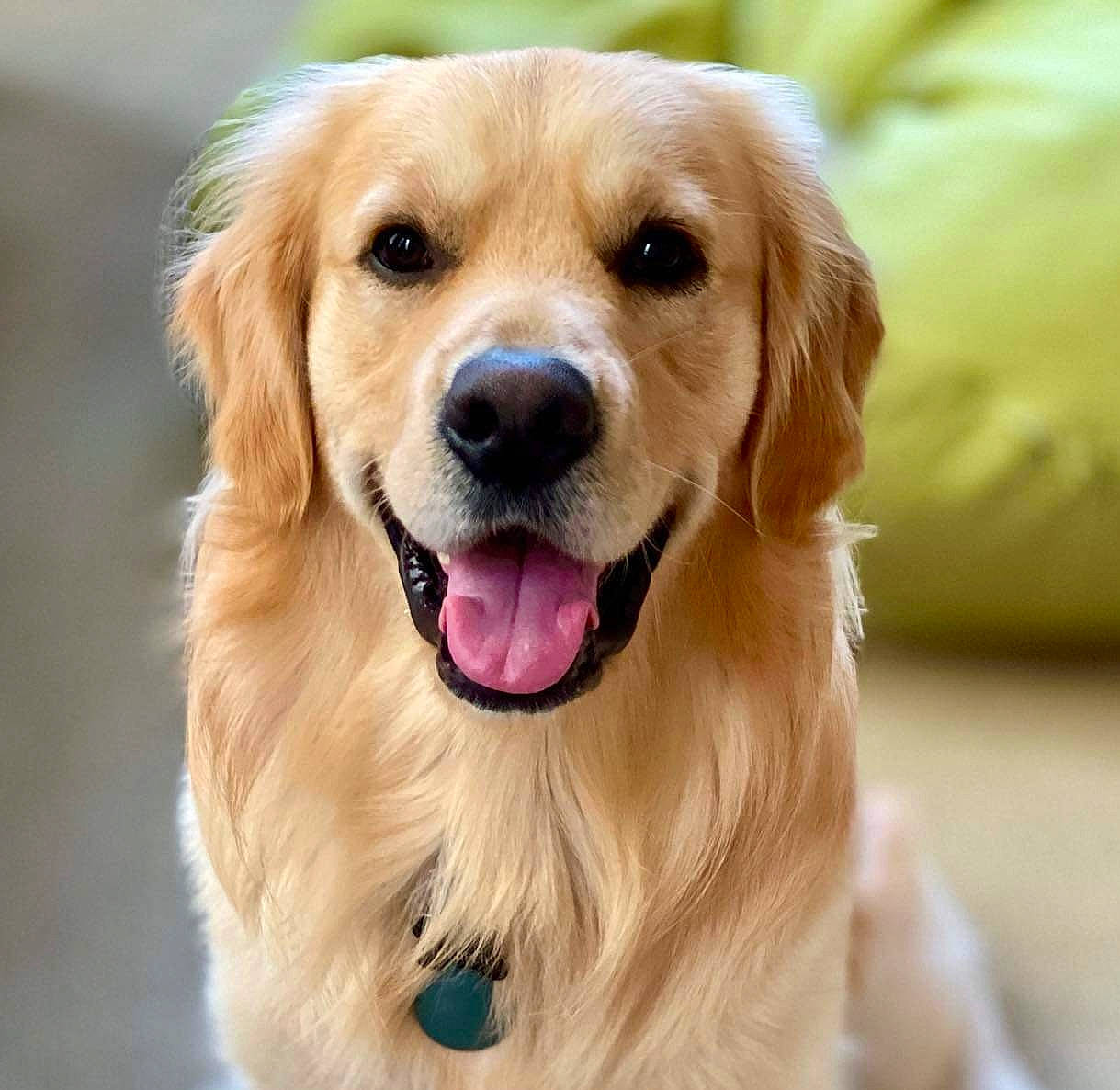 Juniper is registered to the contest to win money with this photo: canidae, carnivore, companion_dog, dog, dog_breed, event, fawn, fur, golden_retriever, gun_dog, plant, shout, snout, sporting_group, terrestrial_animal, whiskers