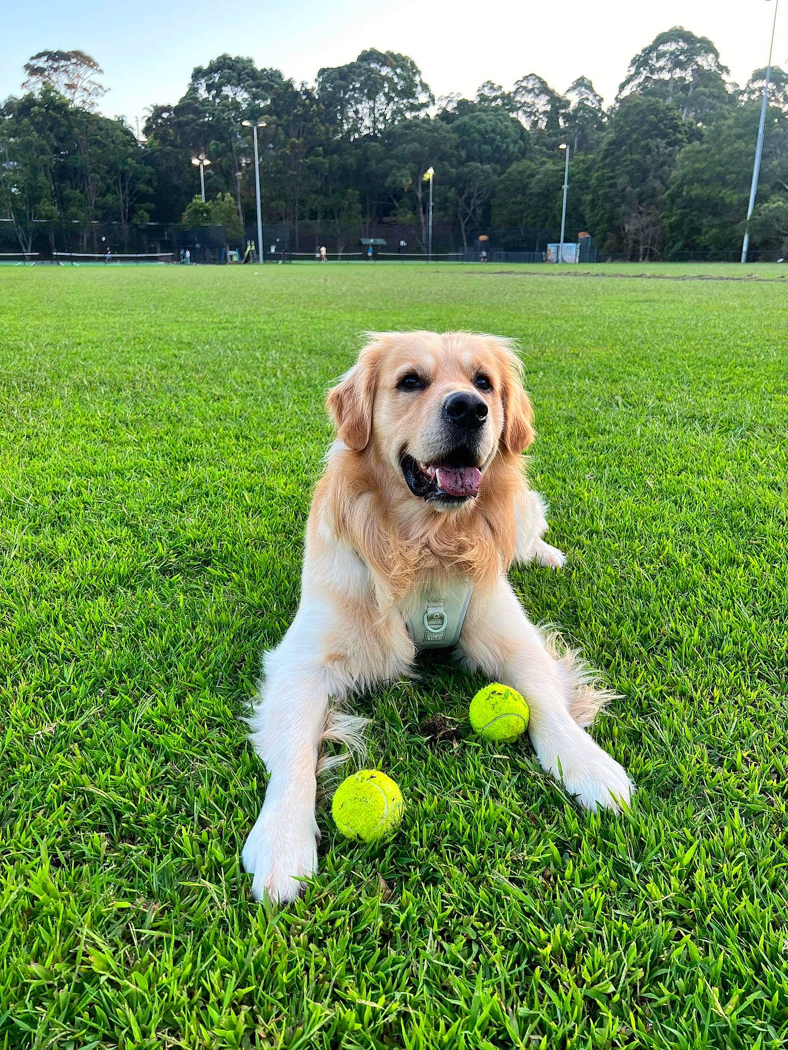 Juniper joined the competition — help win amazing prizes! ball, carnivore, companion_dog, dog, dog_breed, fawn, grass, grassland, green, groundcover, gun_dog, labrador_retriever, lawn, people_in_nature, plant, sky, sporting_group, tail, tree, working_dog