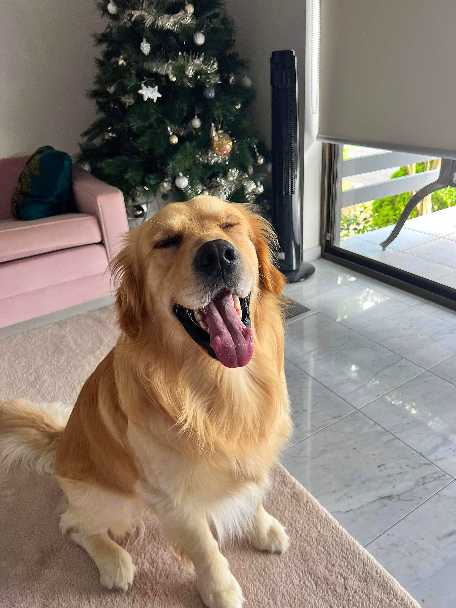 Juniper joined the competition — help win amazing prizes! canidae, carnivore, christmas_tree, collar, companion_dog, dog, dog_breed, dog_collar, event, fawn, flooring, fur, happy, holiday, paw, plant, tree, whiskers, wood, working_animal