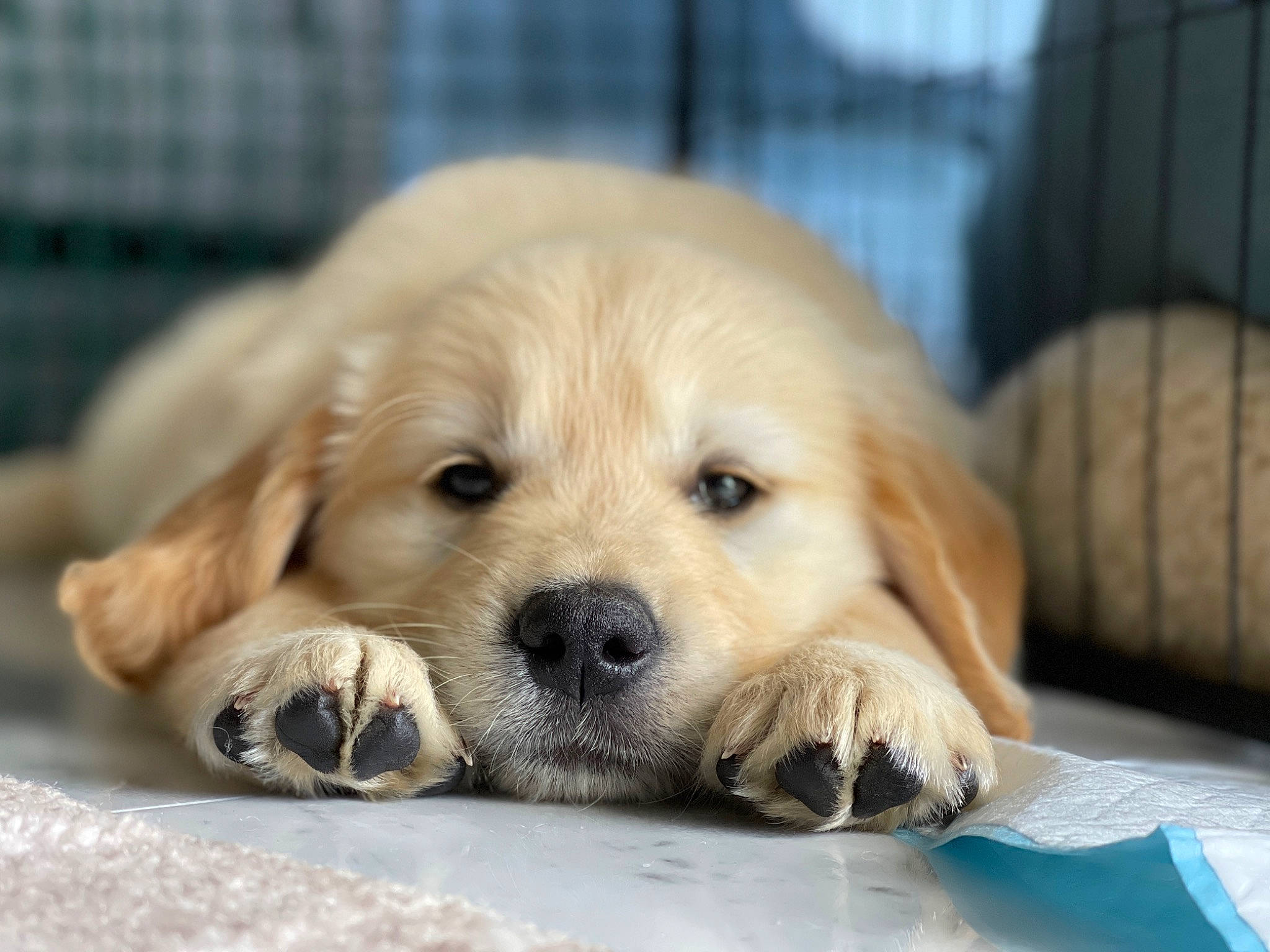 Juniper joined the competition — help win amazing prizes! ancient_dog_breeds, canidae, carnivore, companion_dog, dog, dog_breed, fawn, fur, golden_retriever, labrador_retriever, puppy, snout, sporting_group, terrestrial_animal, whiskers